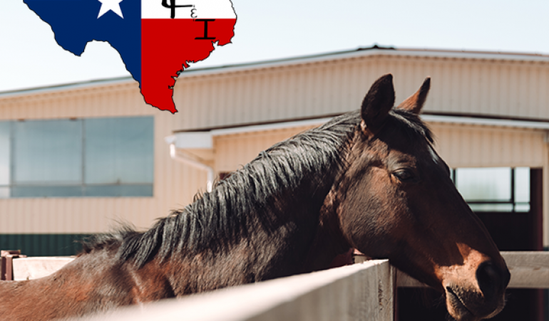Everything You Need to Know About Equine Fencing