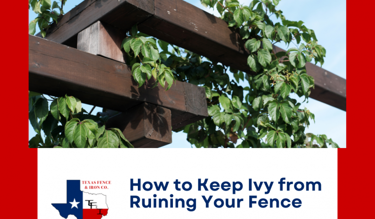 How to Keep Ivy from Ruining Your Fence