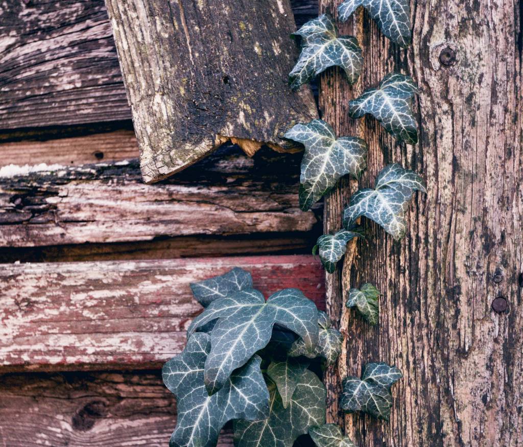 How to Keep Ivy from Ruining Your Fence Texas Fence and Iron